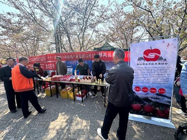 粤友配资 樱花与苹果共舞 赋能乡村振兴——牟平区樱花节创新融合“花果经济”