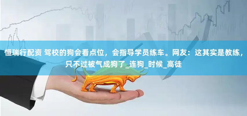 恒瑞行配资 驾校的狗会看点位，会指导学员练车。网友：这其实是教练，只不过被气成狗了_连狗_时候_高徒