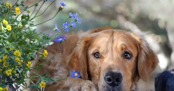 金牛速配 狗狗被摸头眯眼笑，藏着啥秘密？你家狗最爱哪一招