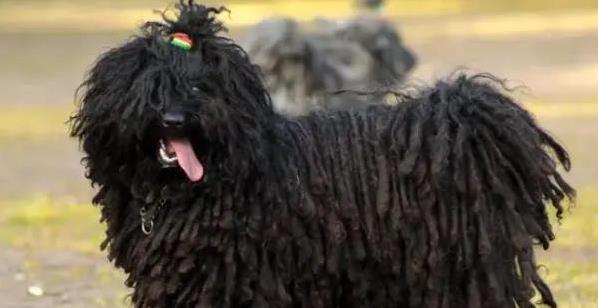 博星优配 波利犬超会逗人笑，追松鼠像火箭，你家有这小活宝吗