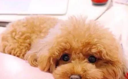 钱掌柜 泰迪冲我摇尾巴5次，幸福生活全靠它，主人做得有多好？